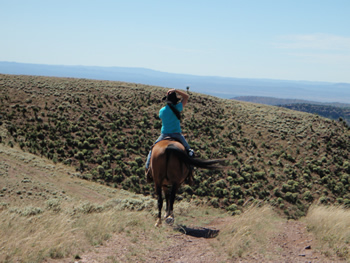 horse riding tours flinders ranges