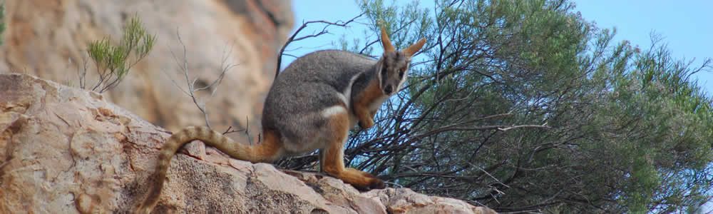 The rarely seen Yellow-footed rock wallabies